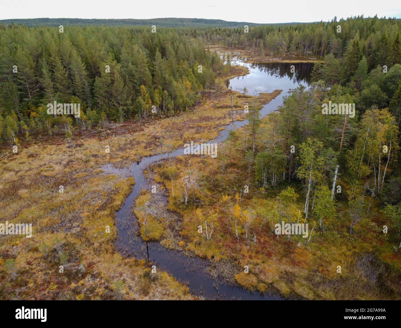 Ruscello in una zona paludosa foresta in autunno vicino Hamra National Park, Svezia Foto Stock