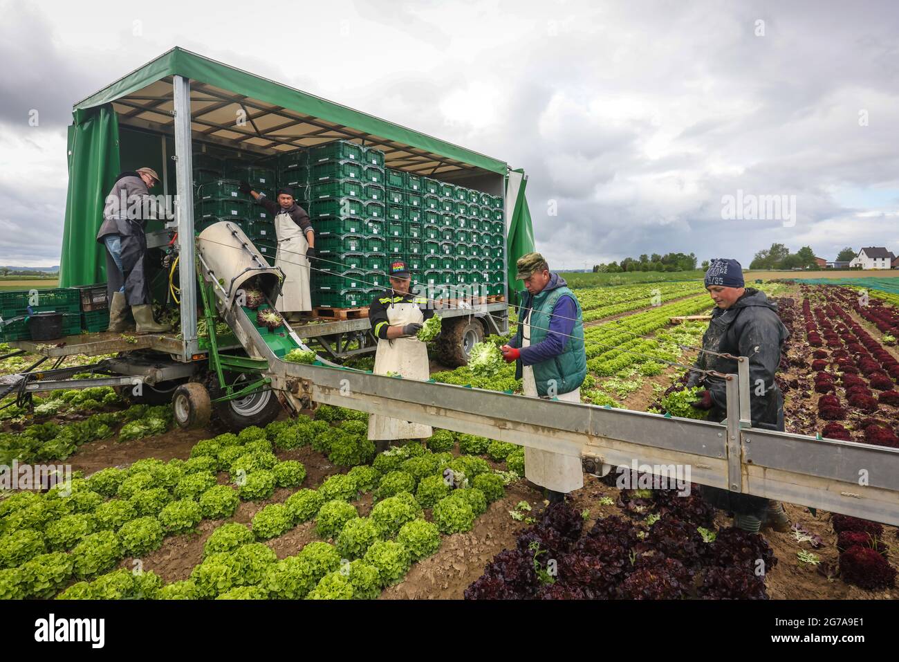 Soest, Sauerland, Renania settentrionale-Vestfalia, Germania - coltivazione di ortaggi, aiuti alla raccolta con la raccolta delle lattughe, le teste di lattuga appena raccolte vengono lavate direttamente sul campo del rimorchio e confezionate in scatole, lattuga di quercia (Lactus sativa var. Crisa), lattuga di quercia o lattuga americana, E Lollo Bianco e Lollo Rosso. Foto Stock