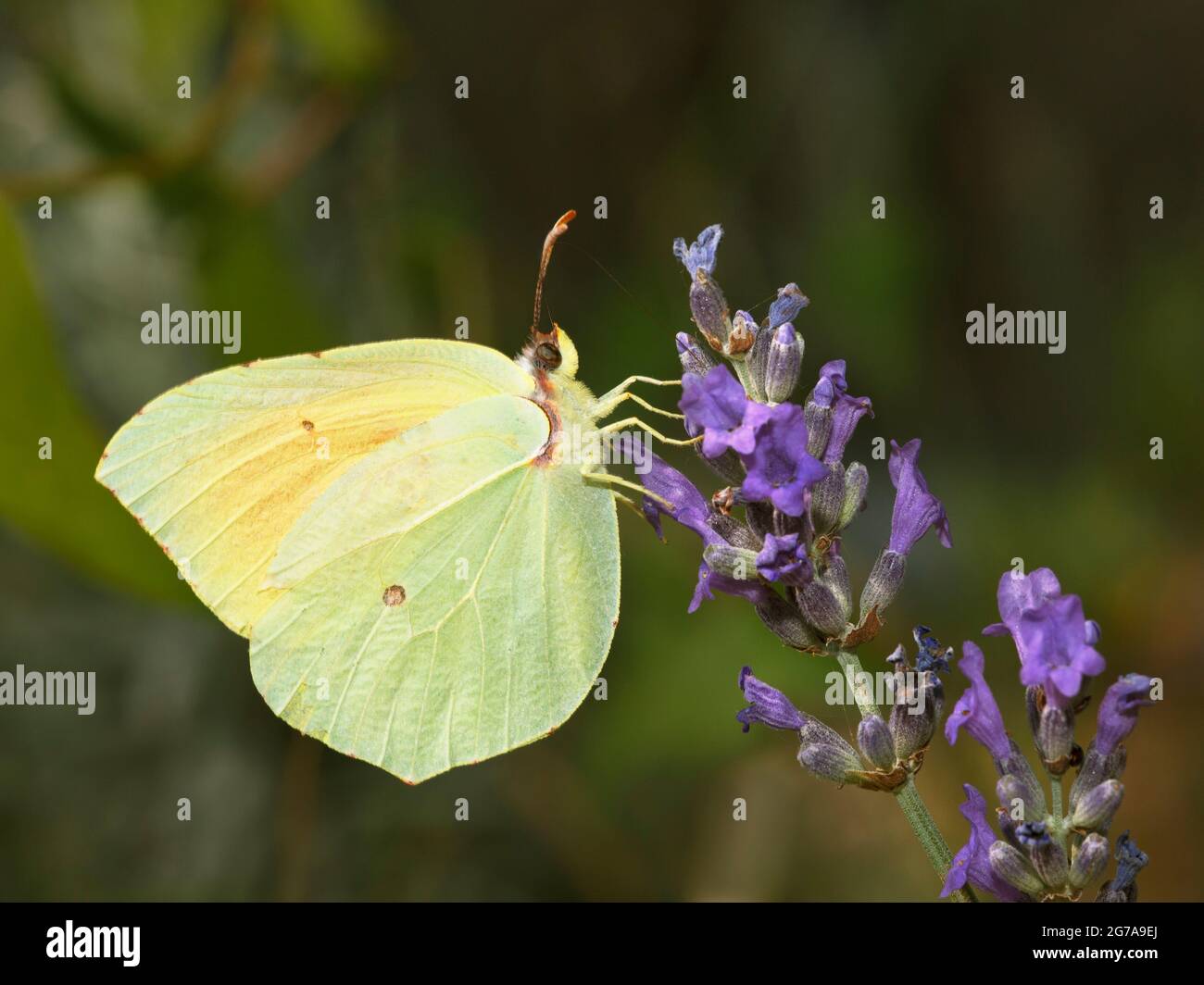 Cleopatra Butterfly (Gonepteryx cleopatra) che si nuce a un fiore di lavanda Foto Stock