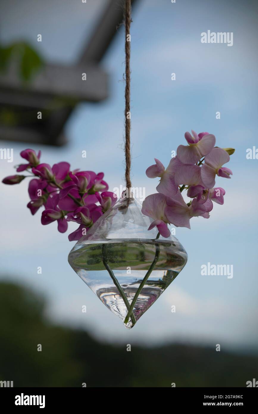 Fiori di piselli dolci in un vaso appeso sul balcone. Fiori di Pea di colore rosa e viola isolati su sfondo blu Foto Stock