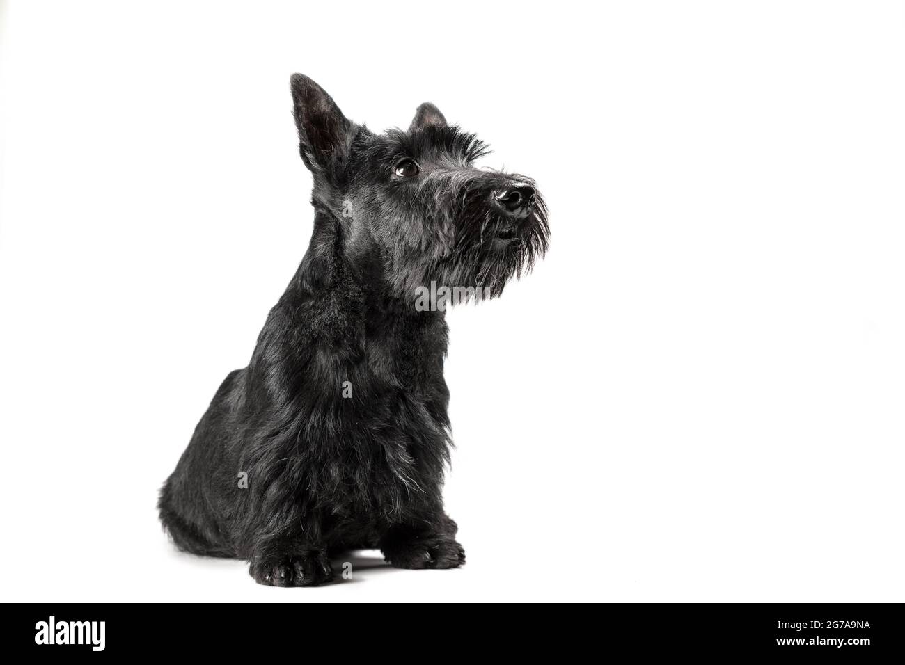 cucciolo nero scozzese del terrier su uno sfondo bianco girato in studio Foto Stock