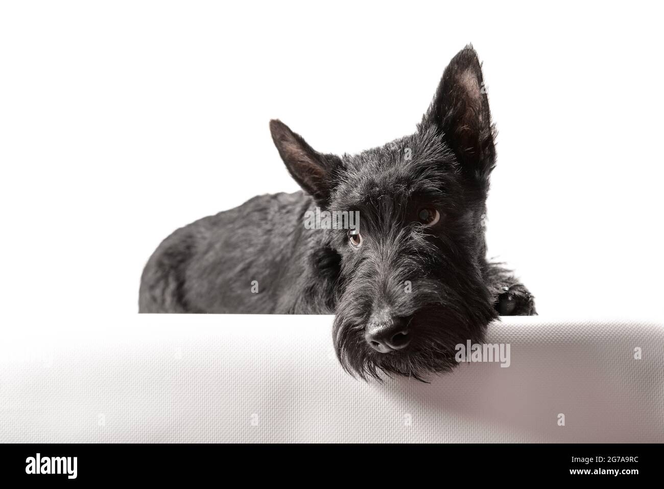 cucciolo nero scozzese del terrier su uno sfondo bianco girato in studio Foto Stock