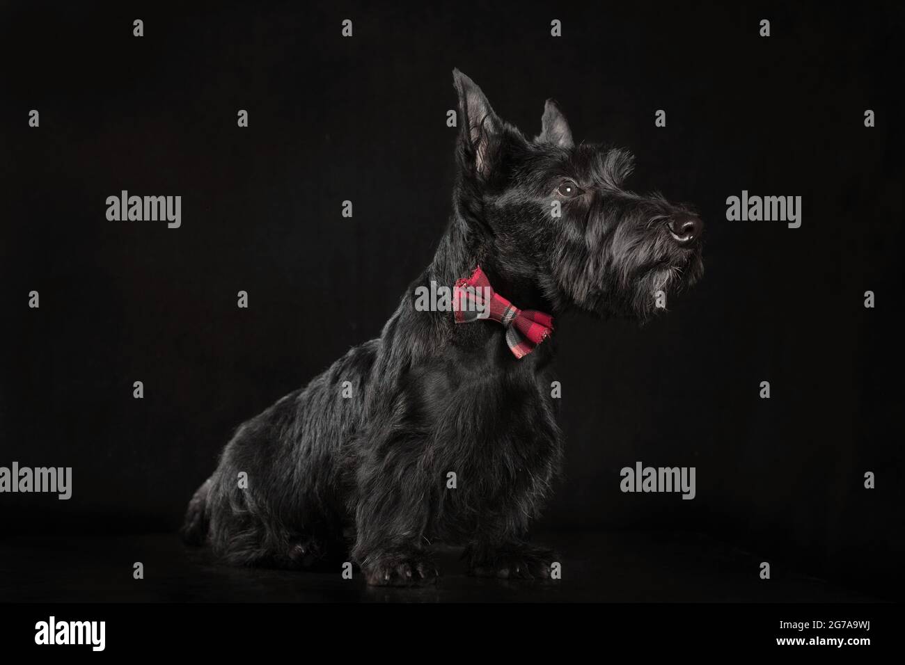 nero scozzese terrier cucciolo su sfondo scuro studio girato Foto Stock