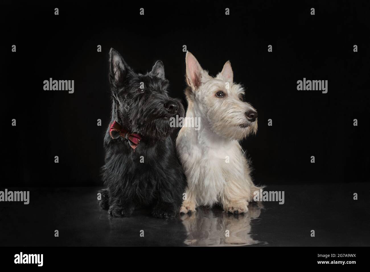 coppia di cuccioli di terrier scozzesi in bianco e nero su sfondo scuro girato in studio Foto Stock