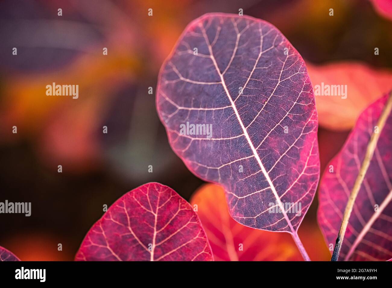 Foglie autunnali di colore viola Foto Stock