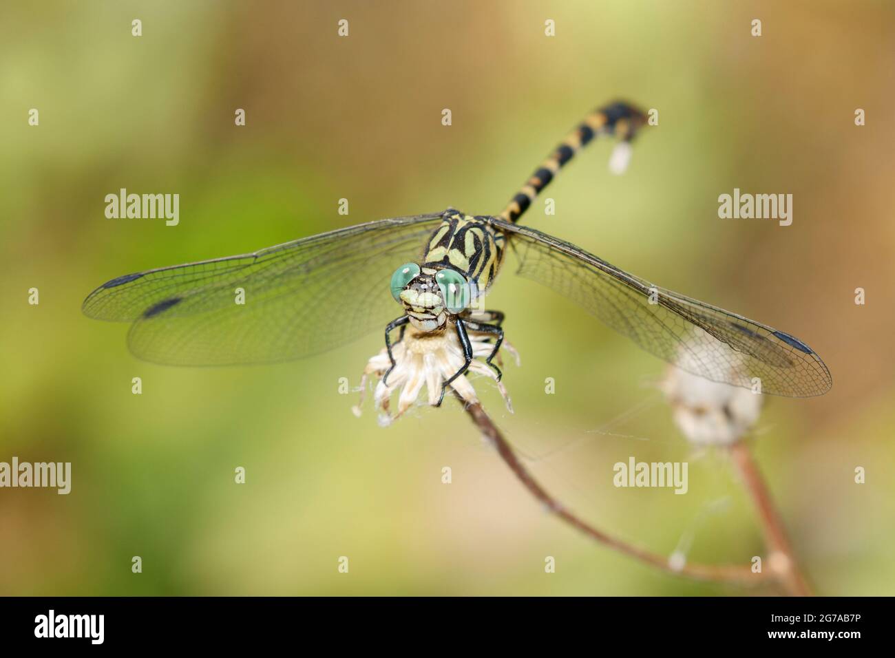 Piccolo Dragonfly di Pincertail (Onychogomphus forcipatus) nell'Europa meridionale Foto Stock
