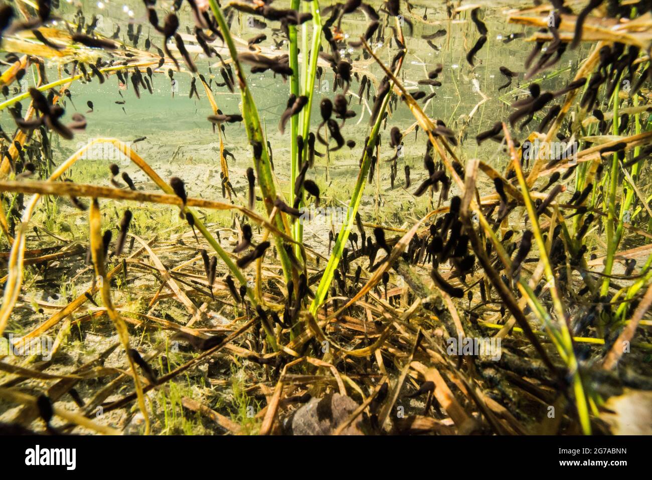 Prati e mondi acquatici nel Gasterental, Svizzera Foto Stock
