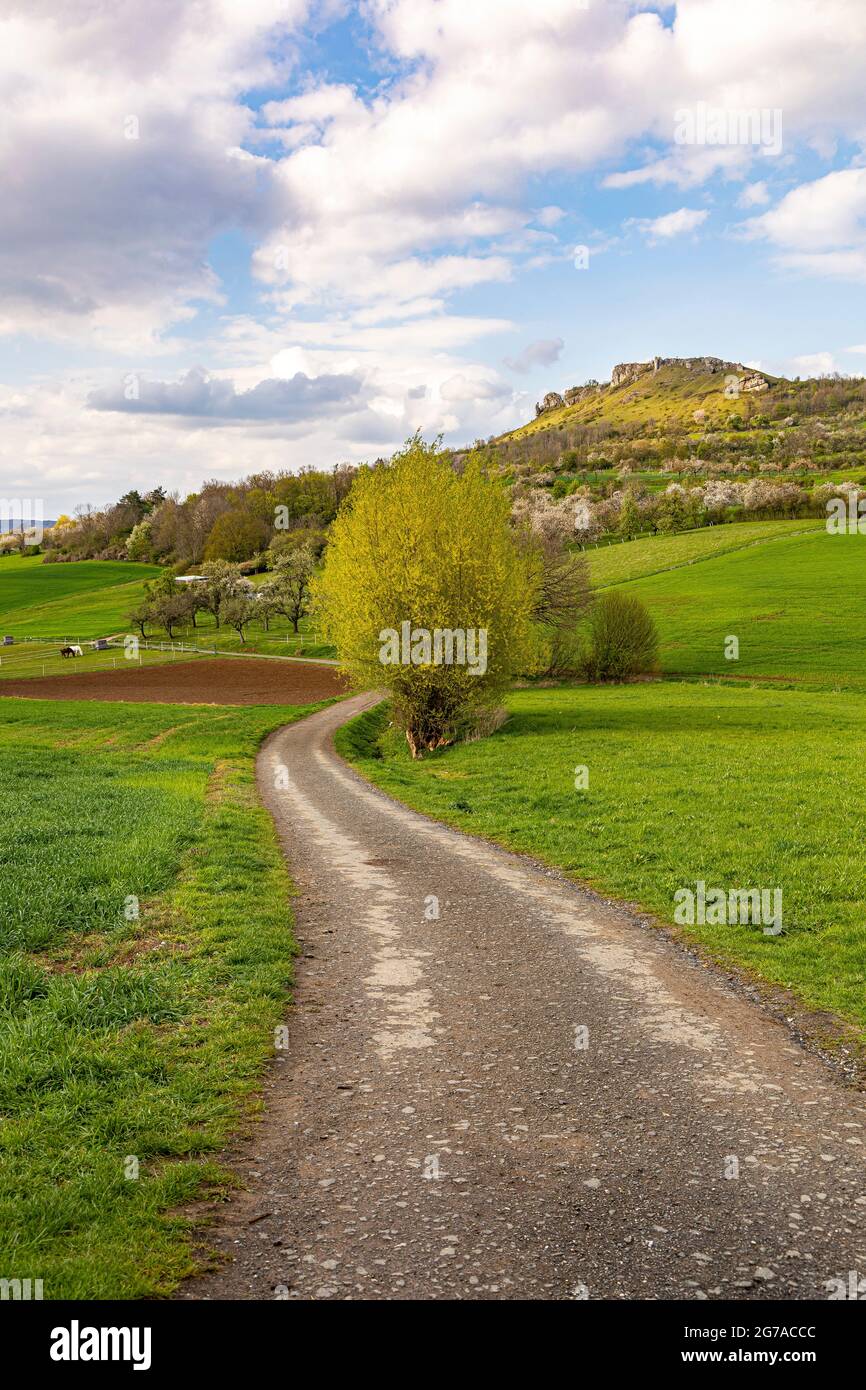 Vista del Walberla vicino a Ebermannstadt al momento della fioritura dei ciliegi nel pomeriggio, alta Franconia, Baviera, Germania Foto Stock