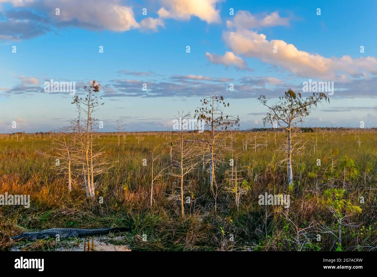 Foresta di cipressi, il Parco Nazionale delle Everglades, Foto Stock