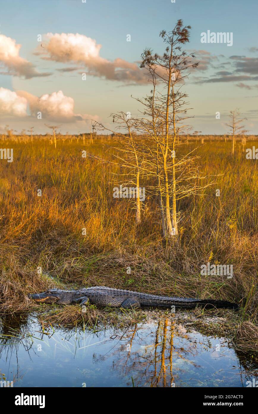 Alligatore (Alligator missispiensis) Foresta di cipressi, il Parco Nazionale delle Everglades, Florida, Stati Uniti Foto Stock