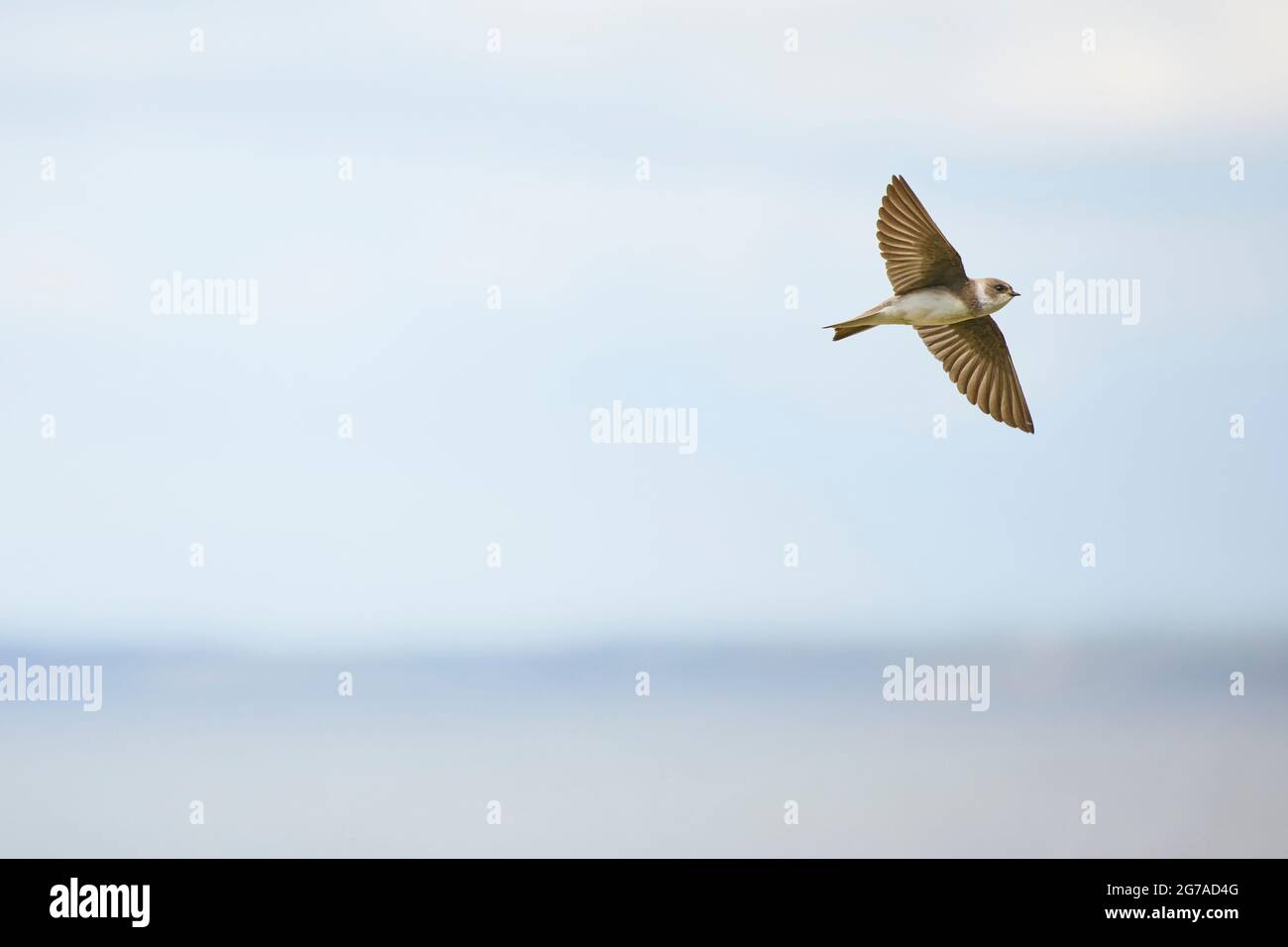 Sand martin, Riparia riparia Foto Stock