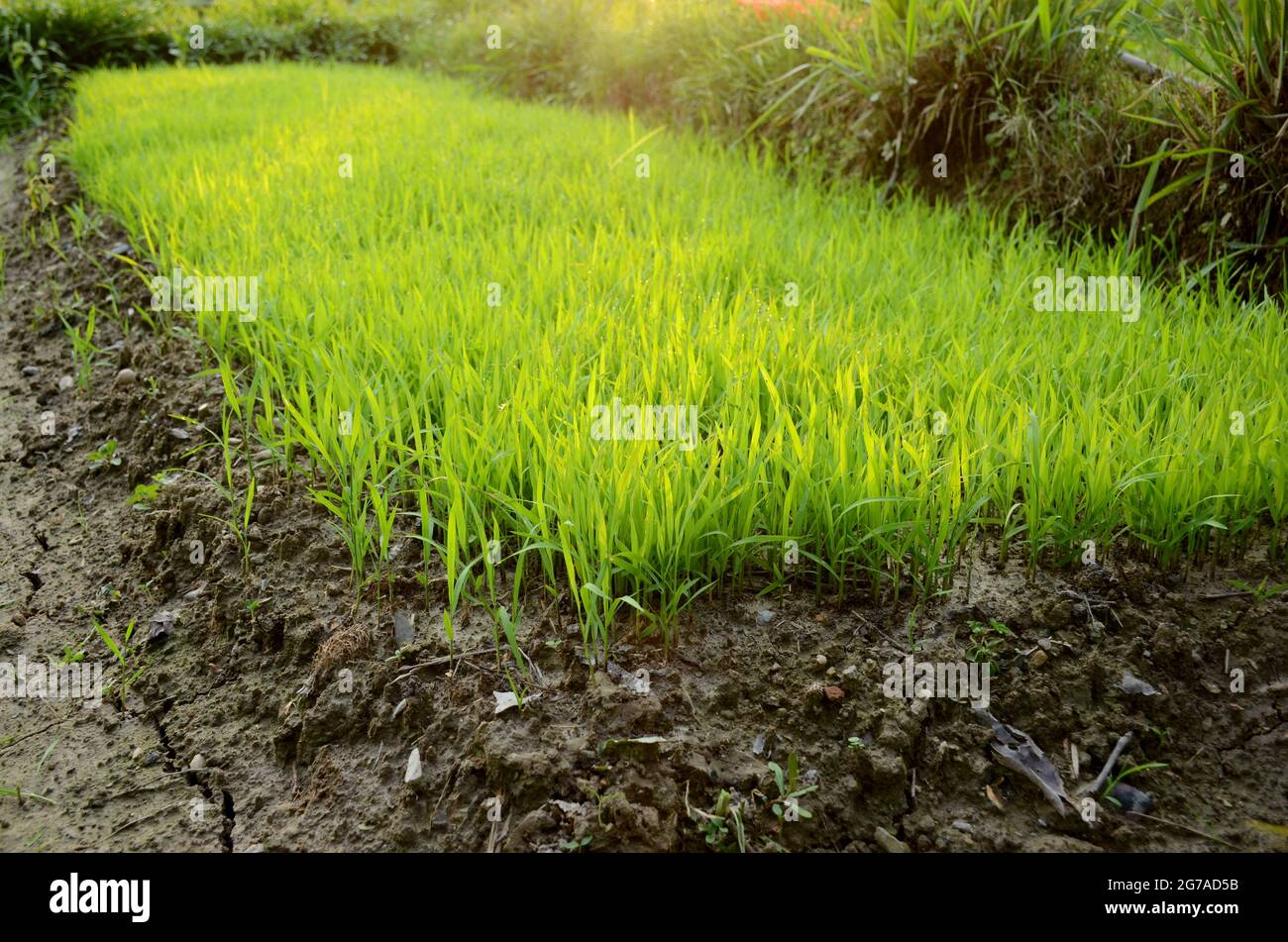 closeup il risone verde maturo pianta terreno mucchio nella fattoria sopra fuori fuoco sfondo verde marrone. Foto Stock