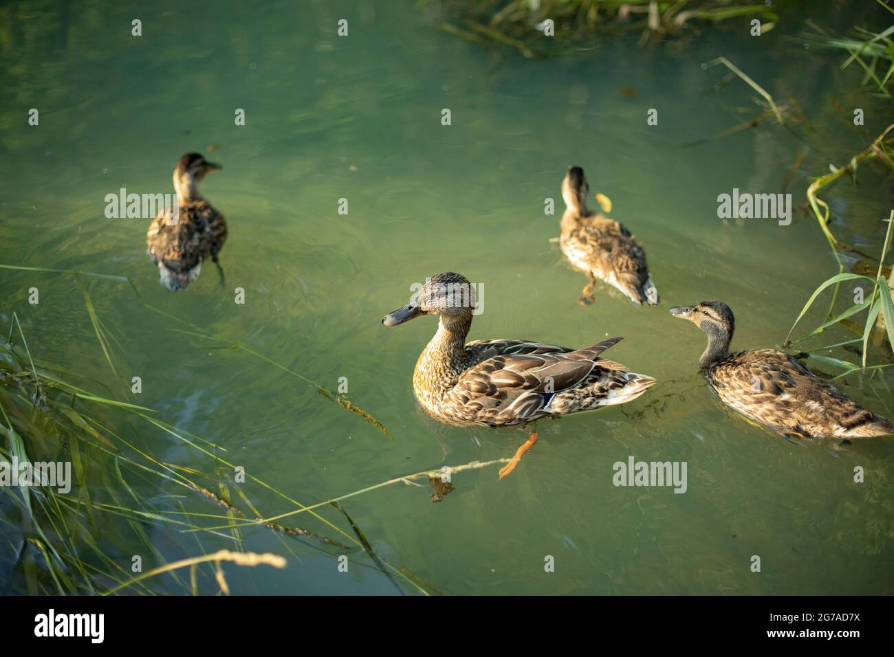 Anatre nel fiume. Le anatre nuotano sull'acqua. Uccelli selvatici in natura. Foto Stock