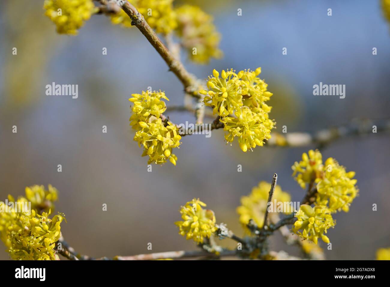 cornel Cherry, Cornus mas Foto Stock