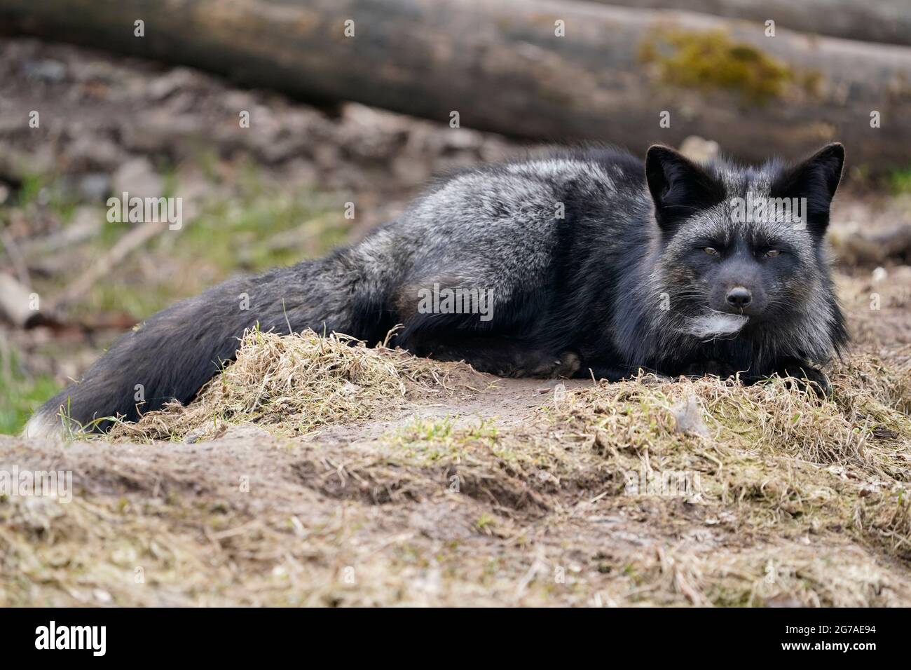 Volpe d'argento (Vulpes vulpes) che giace, Germania, Europa, Foto Stock