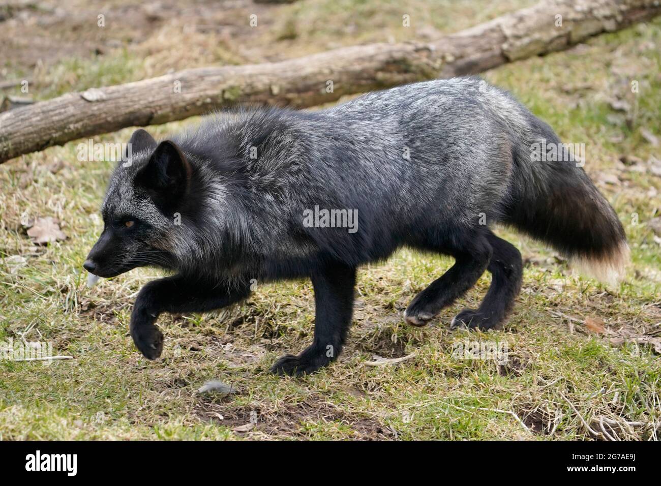 Volpe d'argento (Vulpes vulpes) Walking, Germania, Europa, Foto Stock