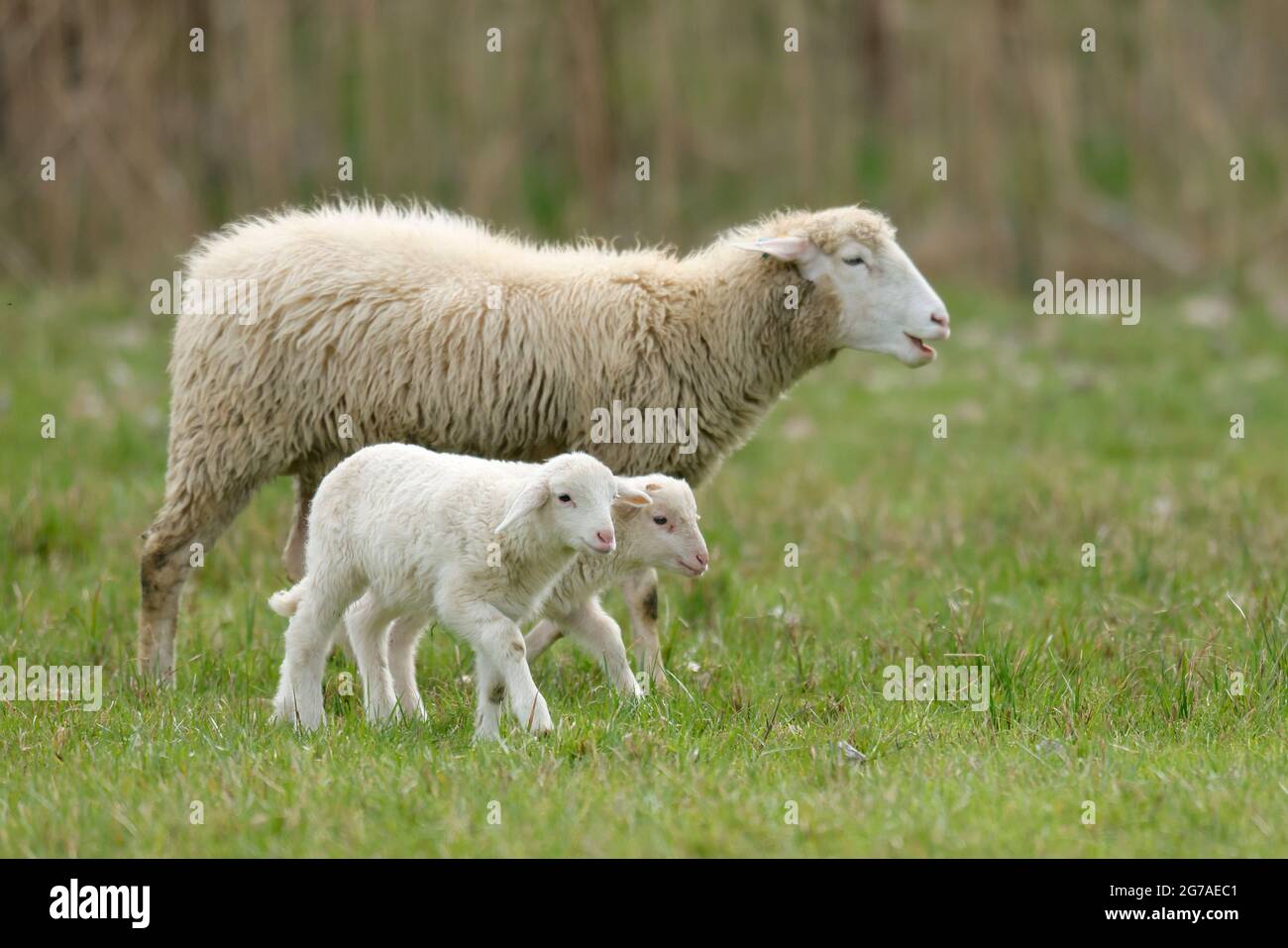Ovini forestali (Landschafrasse, razza ovina domestica) agnelli con madre su un pascolo, Germania, Foto Stock