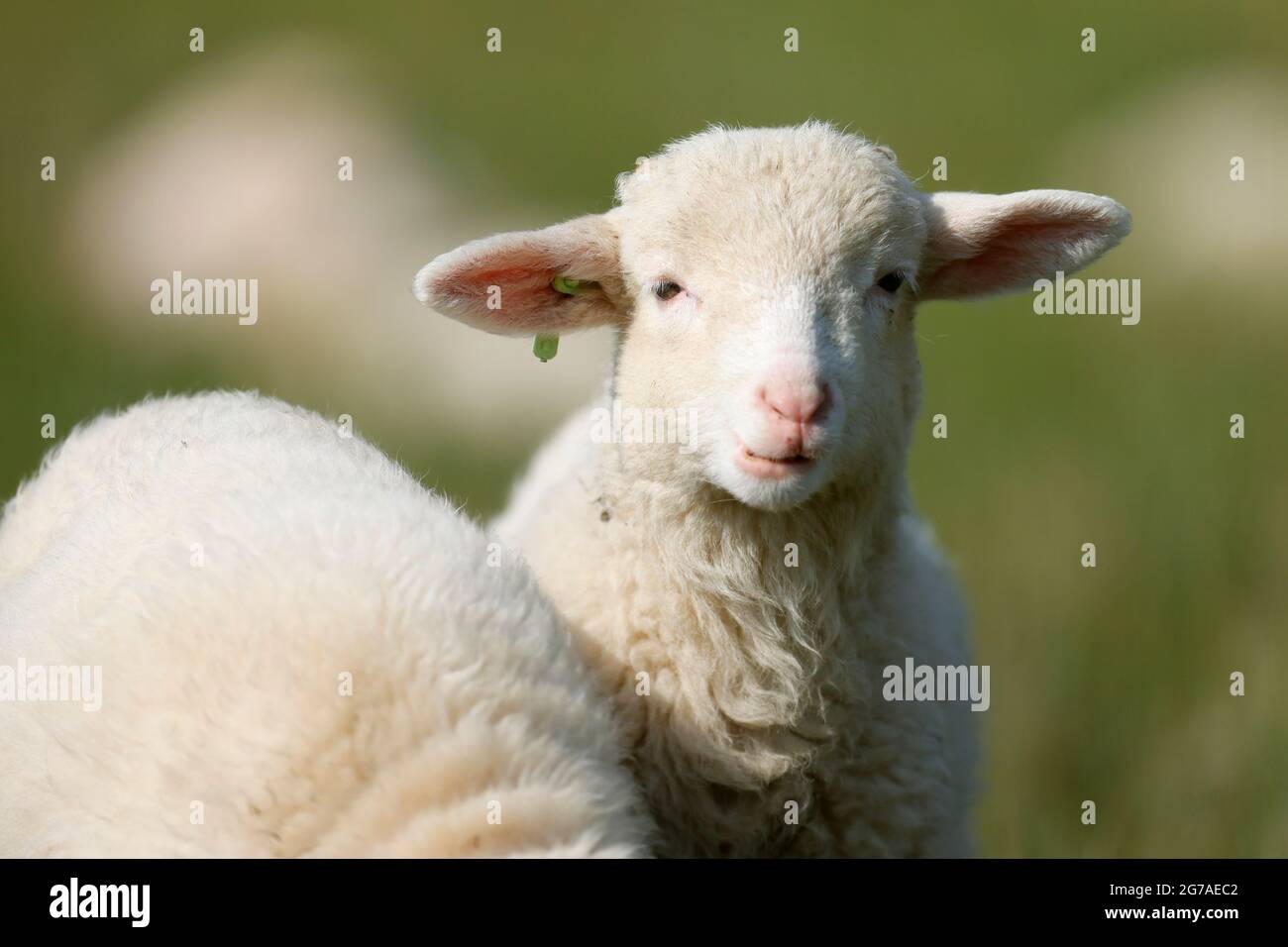 Ovini forestali (Landschafrasse, razza ovina domestica), ritratto animale, agnello su un pascolo, Germania, Foto Stock
