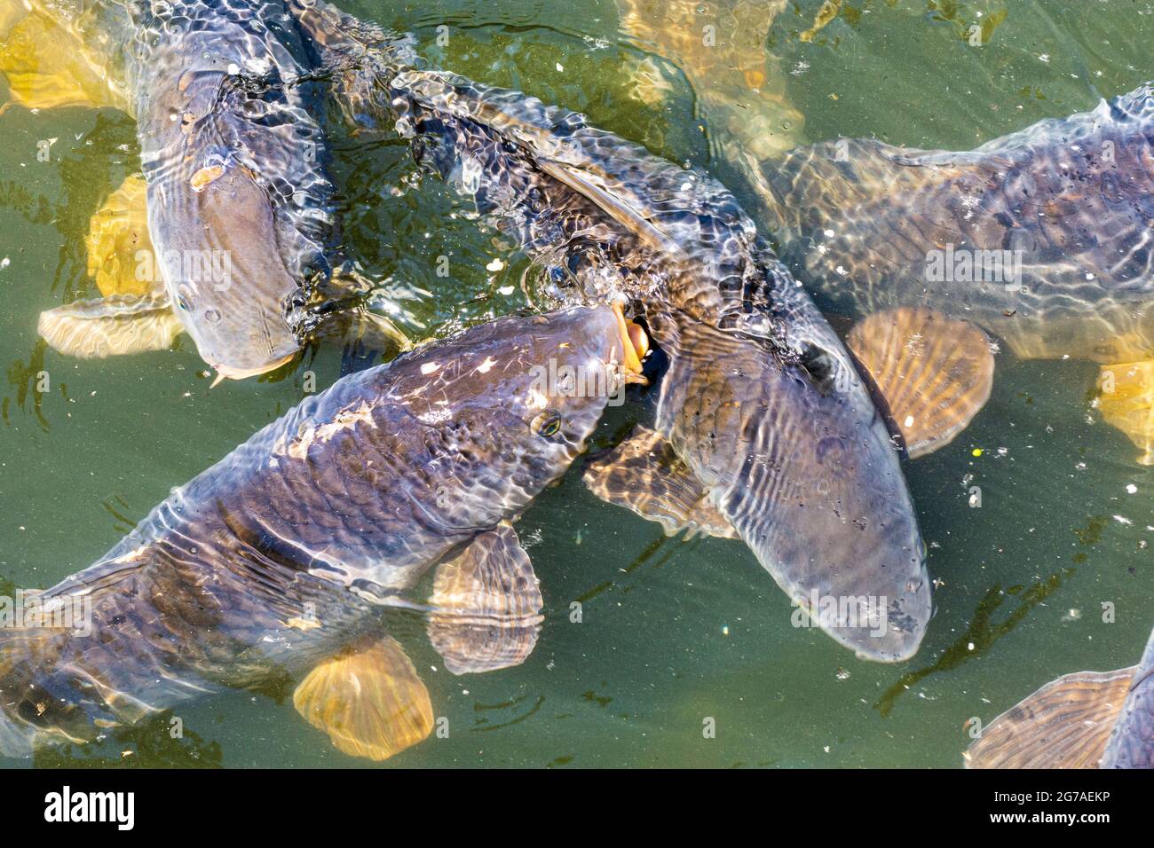 Vienna, carpa comune o carpa europea (Cyprinus carpio) lotta per il mangime, lago di ossbow Kaiserwasser nel 22. Donaustadt, Vienna, Austria Foto Stock