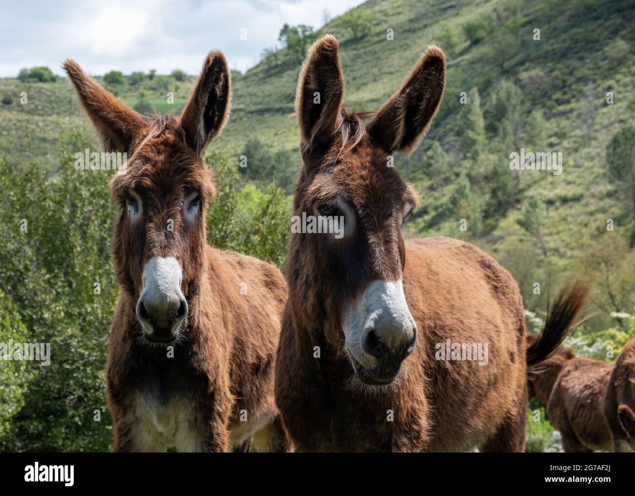 Asini in un campo in Sicilia, Italia, 2021 Foto Stock