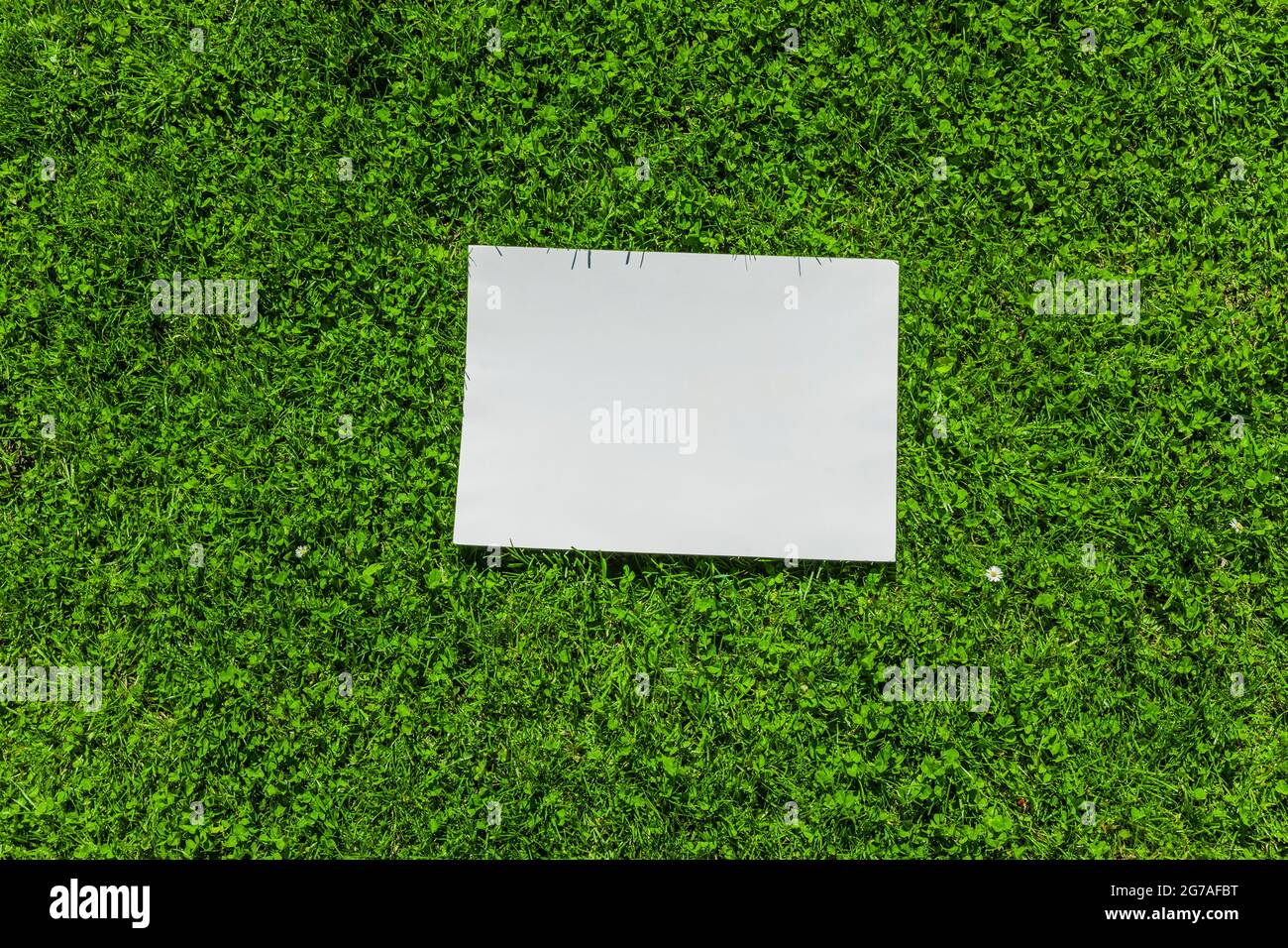 Foglio bianco di carta davanti alle foglie verdi Foto Stock