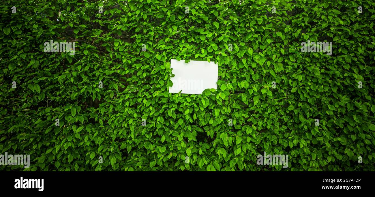 Foglio bianco di carta davanti alle foglie verdi Foto Stock