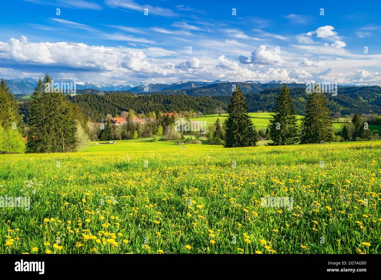 Prato fiorito con dandelioni gialli, foreste e colline sotto un cielo blu e le nuvole in una giornata di sole nel Allgäu. Sullo sfondo le Alpi Allgäu innevate. Baviera, Germania, Europa Foto Stock