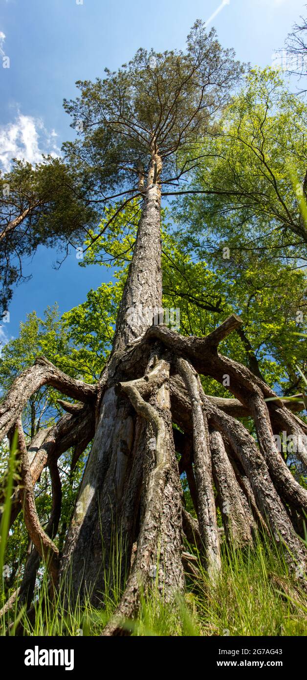 Le radici esposte di pino scozzese (Pinus sylvestris) a foresta. Foto Stock