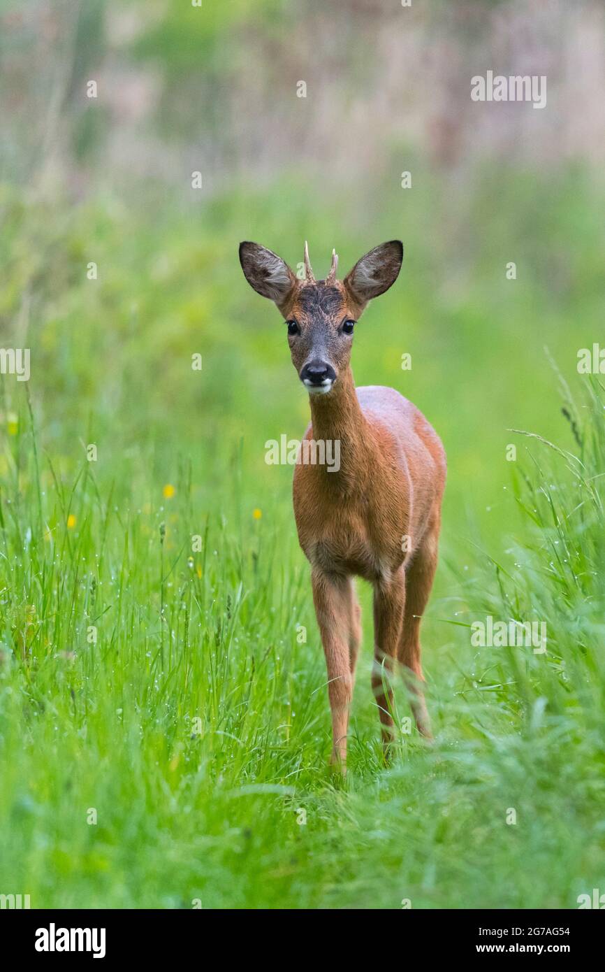 Roebuck (Capreolus capreolus) su un percorso erboso foresta, primavera, maggio, Assia, Germania Foto Stock