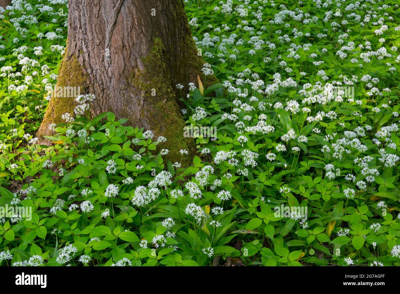 Foresta con aglio selvatico, primavera, maggio, Assia, Germania Foto Stock