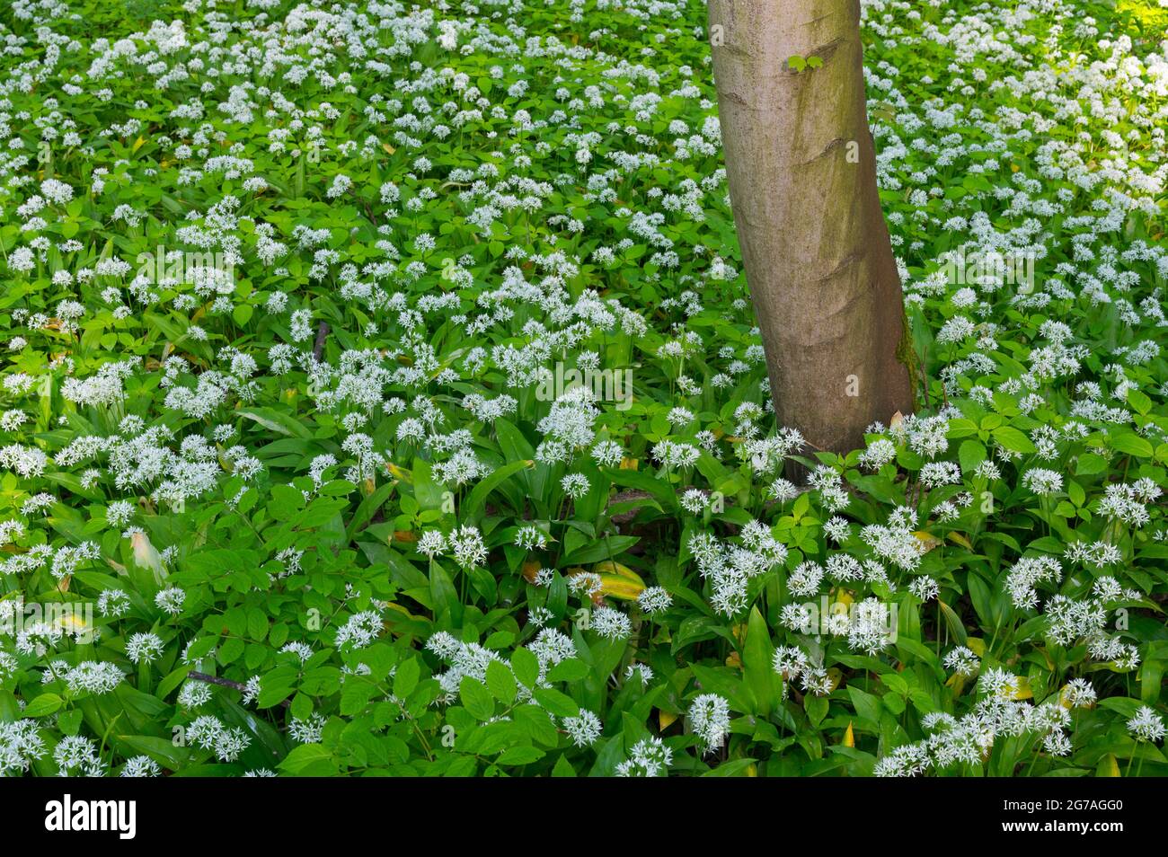 Foresta con aglio selvatico, primavera, maggio, Assia, Germania Foto Stock