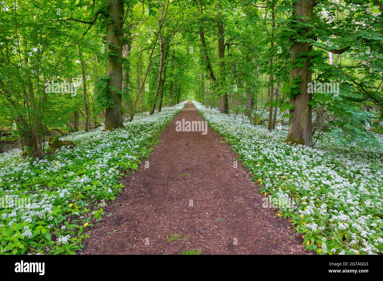 Sentiero forestale con aglio selvatico, primavera, maggio, Assia, Germania Foto Stock