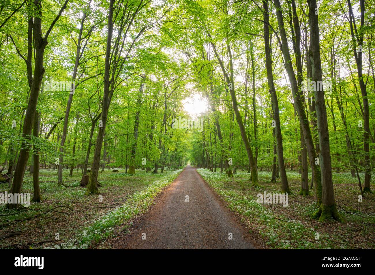 Sentiero forestale con aglio selvatico, primavera, maggio, Assia, Germania Foto Stock