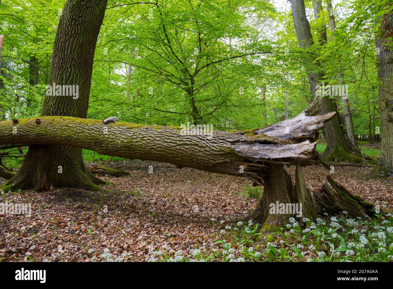 Albero caduto dalla tempesta nella foresta, primavera, maggio, Assia, Germania Foto Stock