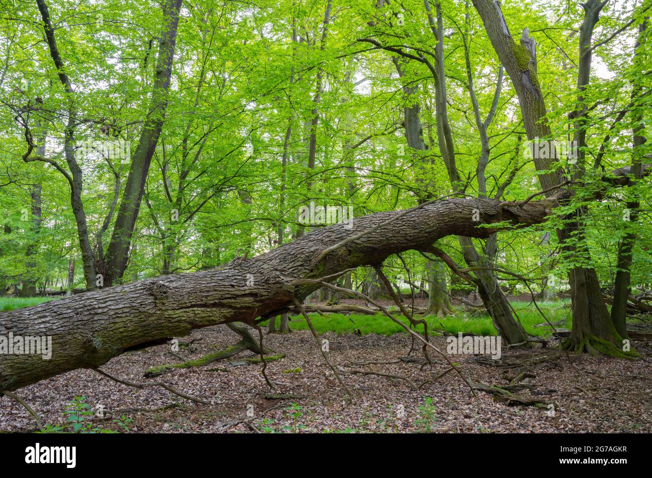 Albero caduto dalla tempesta nella foresta, primavera, maggio, Assia, Germania Foto Stock