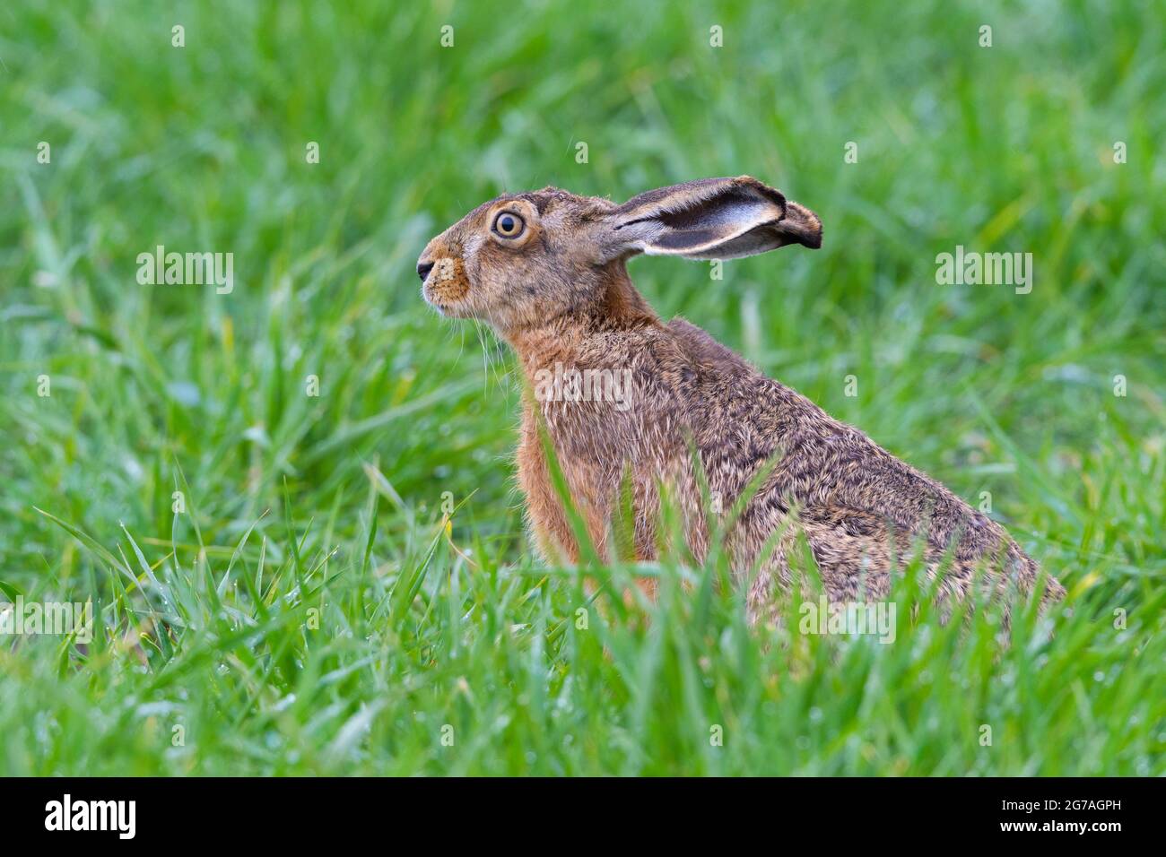 Lepre bruna (Lepus europaeus) su un campo di grano, maggio, primavera, Assia, Germania Foto Stock