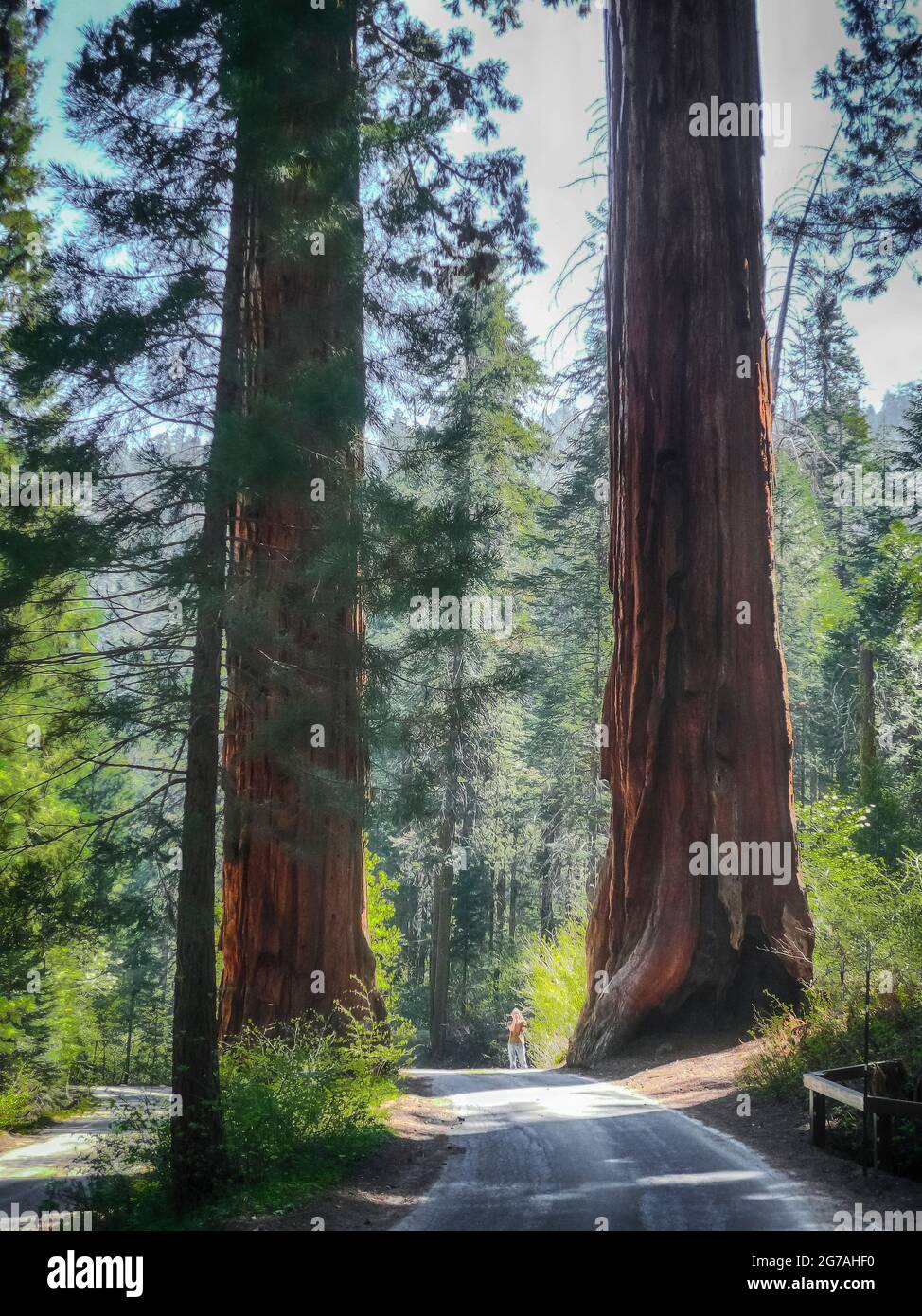Sequoia National Park, California, Stati Uniti d'America Foto Stock