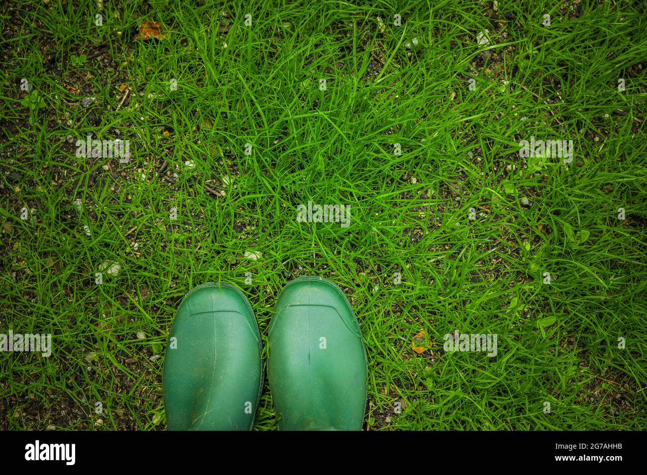 Crescita di semi d'erba nel giardino Foto Stock