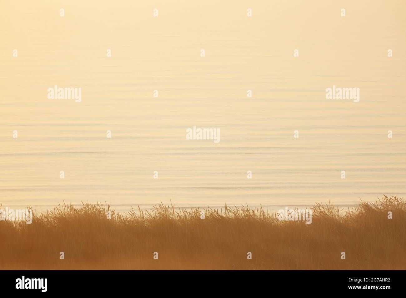 Europa, Danimarca, Jutland settentrionale. Mattina nebbia nelle dune all'alba. Foto Stock