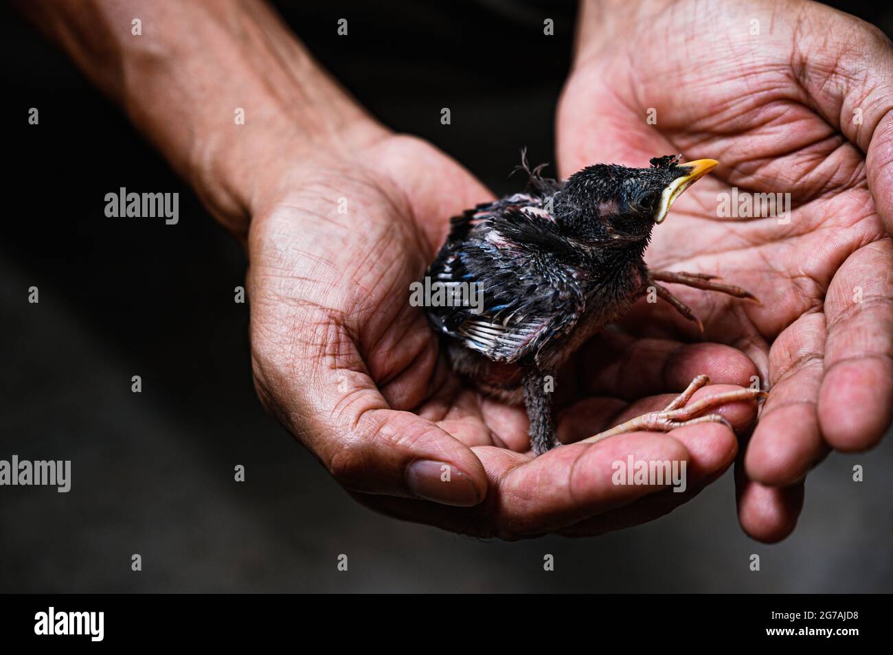 Un myna della giungla (uccello del fuscus di Acristatheres) è caduto a terra dal nido. Questo membro dell'uccello di famiglia di stelle si trova principalmente nella terraferma del subcontinente indiano. Un conservatore sta salvando il bambino uccello a Tehatta, Bengala Occidentale; India. Foto Stock