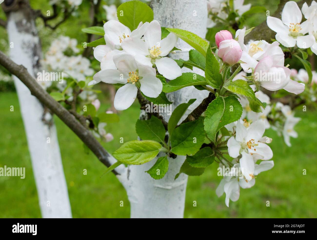 Fiore di mela bianco (varietà di mele "Goldparmäne") Foto Stock