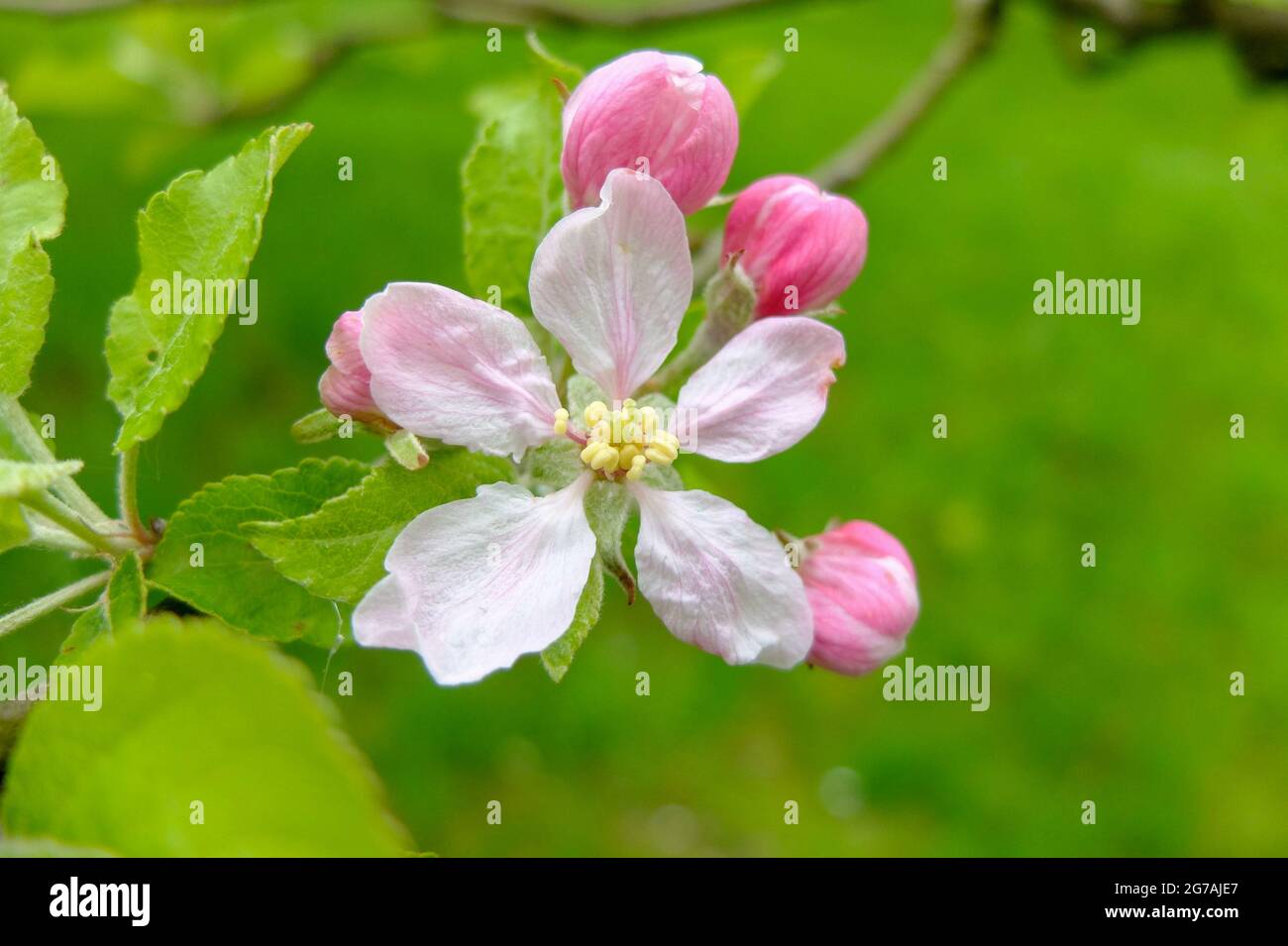 Fiore di mela rosa (varietà di mele "Kaiser Wilhelm") Foto Stock
