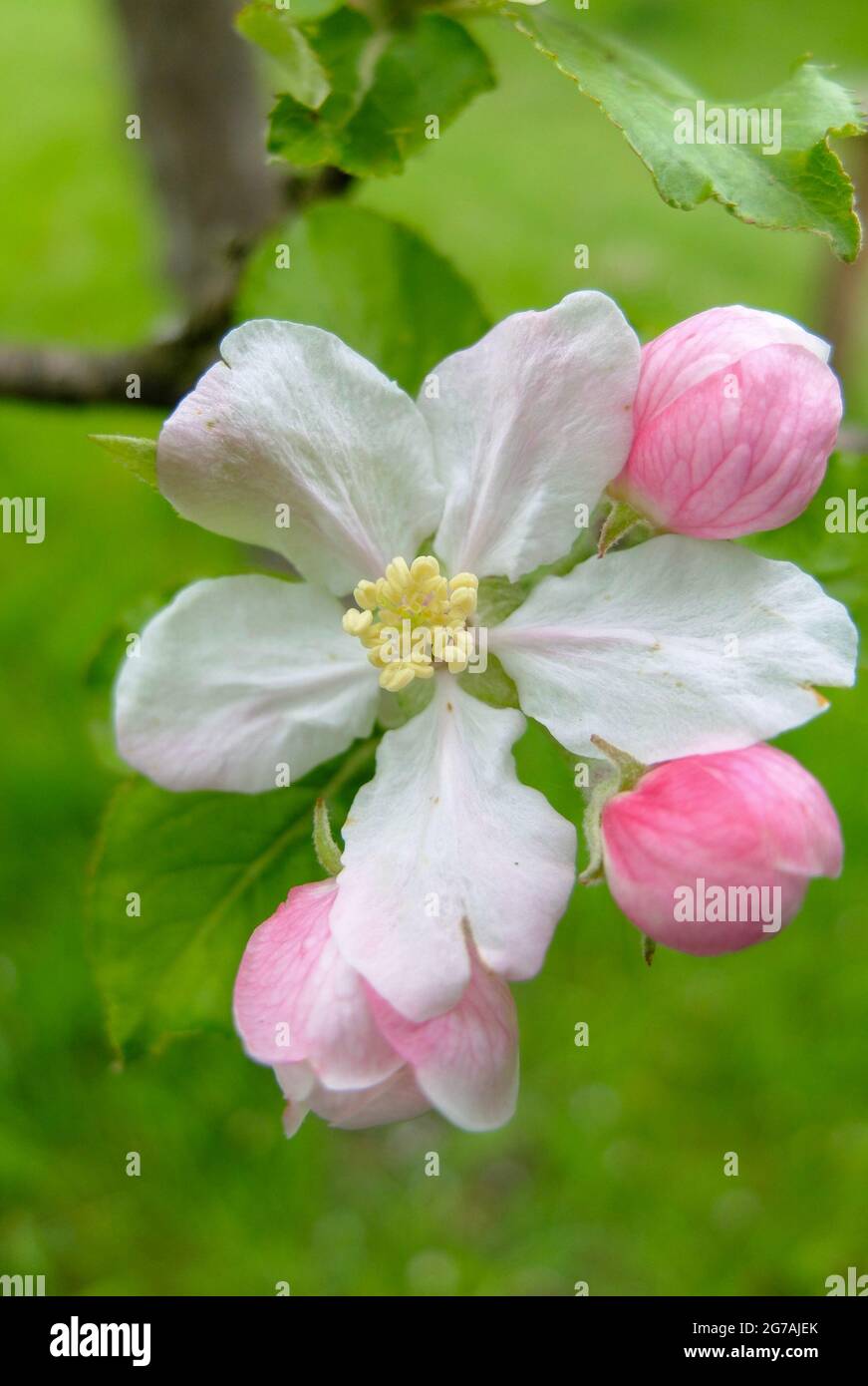 Fiore di mela rosa (varietà di mele "Kaiser Wilhelm") Foto Stock