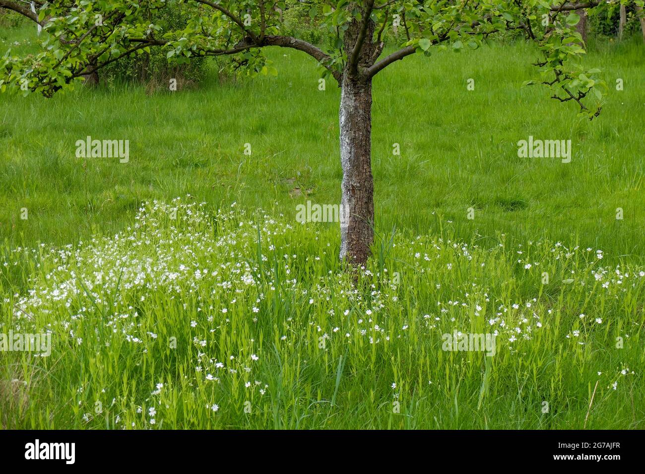 Albero di mele (Malus domestica) sul prato di frutteto in primavera Foto Stock