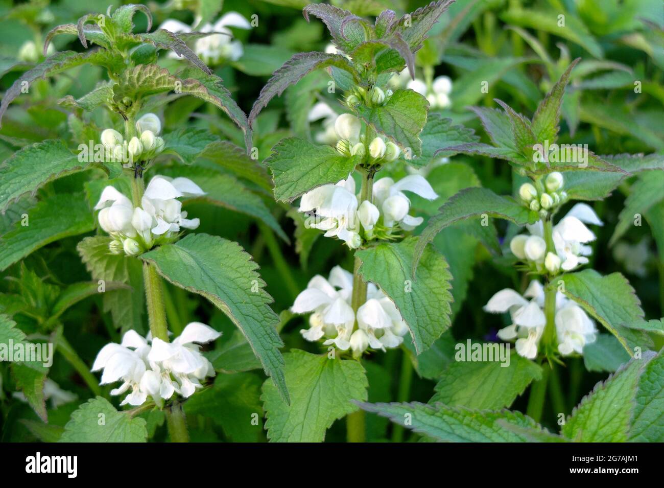 Morti Bianche di ortica Lamium (album). Foto Stock