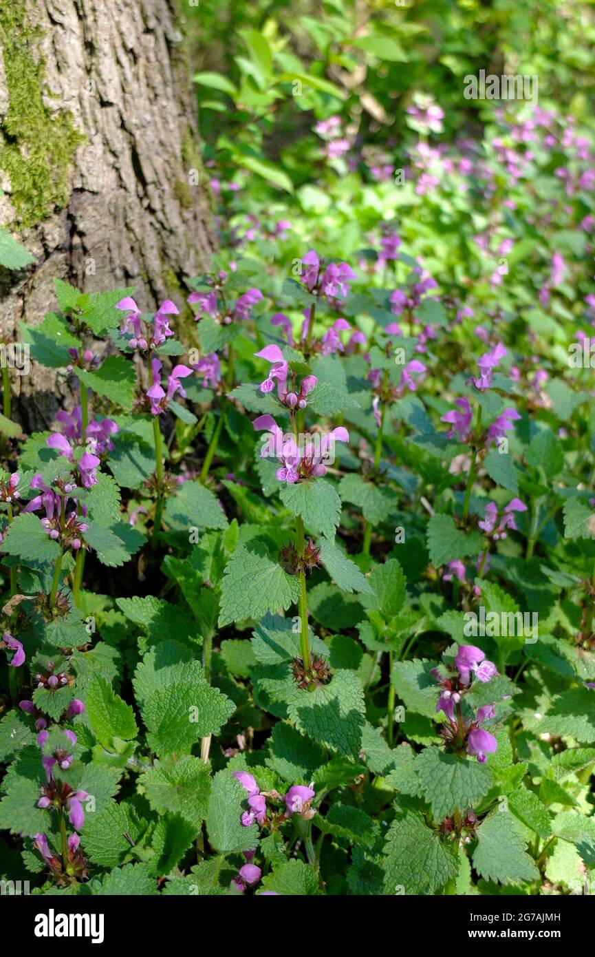 Red dead ortica (Lamium purpureum) Foto Stock