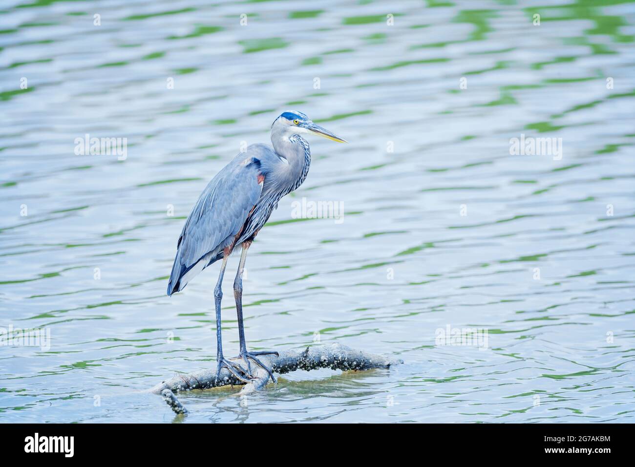 Grande airone blu (Ardea herodias) alla ricerca di cibo, Sanibel Island, J.N. Ding Darling National Wildlife Refuge, Florida, USA Foto Stock