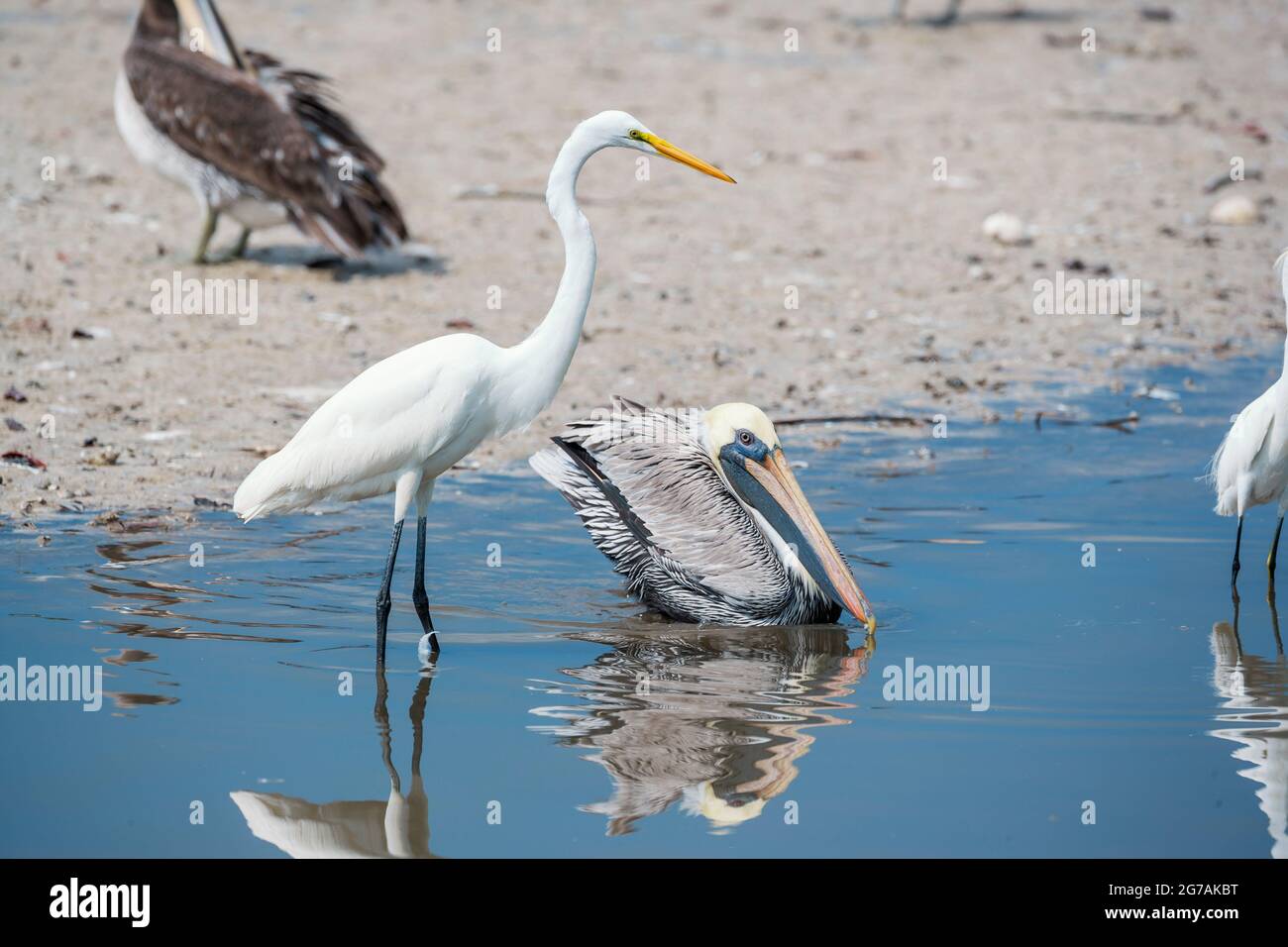 Pellicano bruno (Pelecanus occidentalis) e Grande egreo bianco (Ardea alba) pescando pesce, Isola di Sanibel, J.N. Ding Darling National Wildlife Refuge, Florida, USA Foto Stock