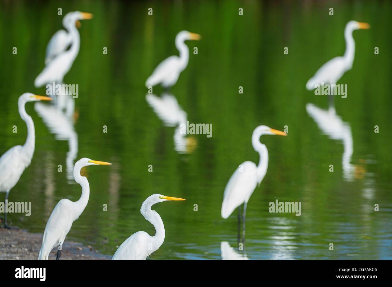 Grandi garzette bianche (Ardea alba) alla ricerca di cibo in un laghetto, Sanibel Island, J.N. Ding Darling National Wildlife Refuge, Florida, USA Foto Stock