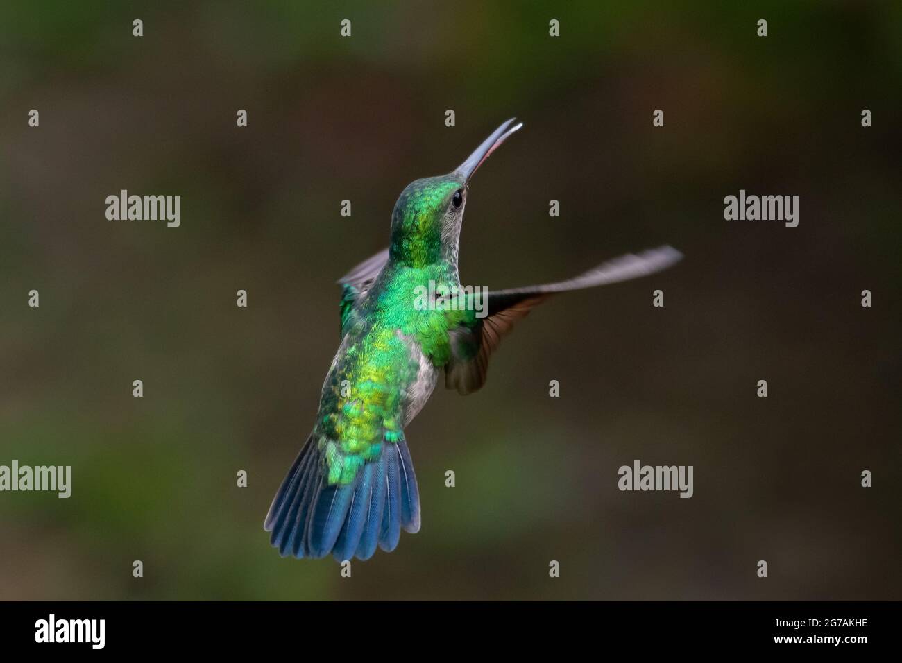 Un hummingbird femmina di zaffiro (uccello notata di clorestes) che si inonda nell'aria con uno sfondo scuro liscio. Foto Stock